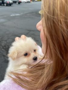 2 month old Pom-Bichon Female
