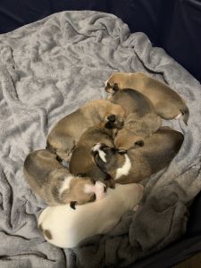 Free puppies, lab and pit mix