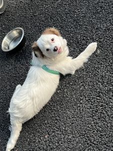 I wanna find a new and nice place for him