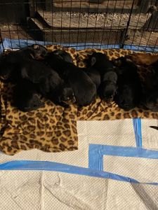 Rottie/Black & tan coonhound puppies