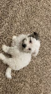 Four Bichon Mix puppies