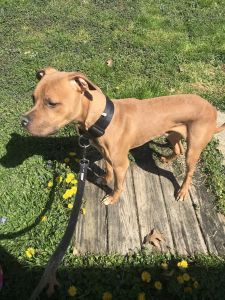 Boxer/Pitbull mix FREE