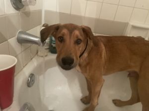 Puppy in need of new home