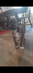Boxer/pitt mix brindle