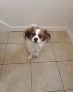 Mixed breed dog for sell