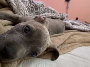 New puppy who needs a new home