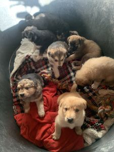 German Shepard / Great Pyrenees Puppies