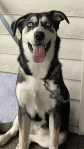 6 month old mixed Siberian husky with vet papers