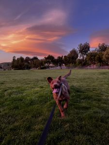 Mastidor 6 month old pup