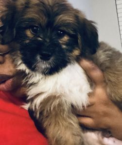 2 month old puppy for sale