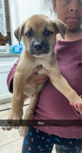 Malamute/pitbull puppies