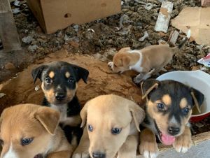 Pit bull terrier/ German husky mixed pups for sale