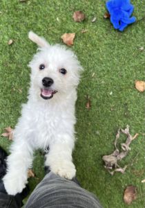 6 months old Maltese mix w bichon frise and mini poodle