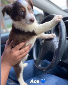 Australian Shepherd/Pitbull mix puppies for sale