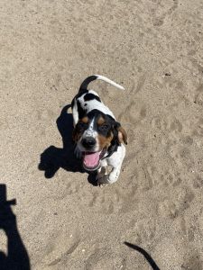 German shorthair/walker