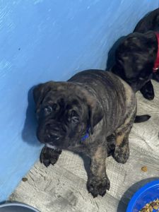 Male Mastiff Puppy
