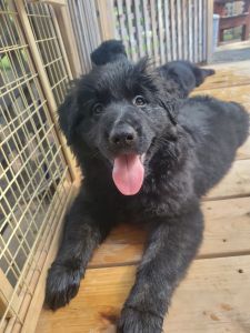 11 week old golden/shepherd mix