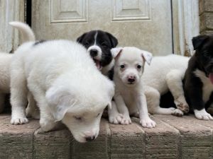 REHOMING PUPPIES