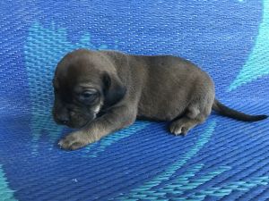 Daisy Lab/Bloodhound cross