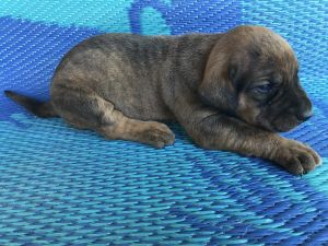 Max (Largest Red Male)