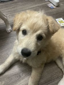 Looking for a new home