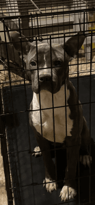 Smoke is under a year old I don’t know the breed