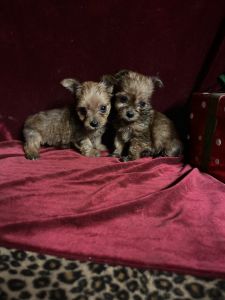 Yorkie Tcup Babies