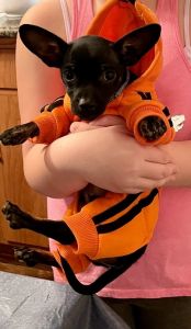 Chihuahua/rat terrier mix