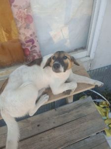 3 free dogs mom and 2 puppies