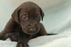 Labradane Puppies