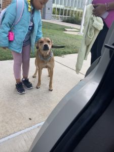 free dog found