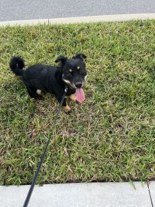 Mixed breed for sale