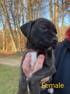 Rottweiler mastiff Akita dogo Argentino mix puppies