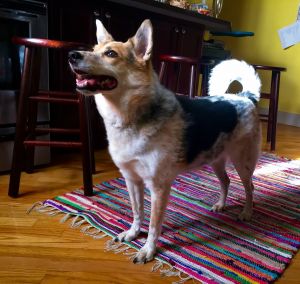 Beautiful Pup looking for his Forever home