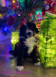 F1 Standard Bernedoodle