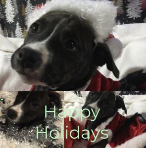 “Puppy for Christmas”