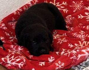 Rottweiler/ Chocolate Lab