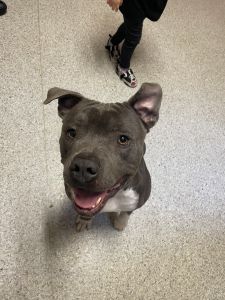 Looking for a good home