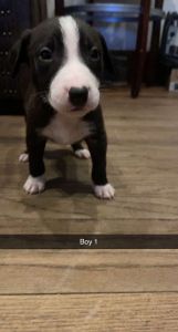 Looking to sell pitbull/german shepherd