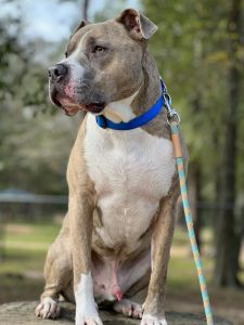 Mix 3 year Old Pitbull