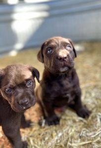 Lab puppies