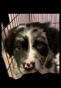 Oreo mixed lab & German shepherd 8 weeks old