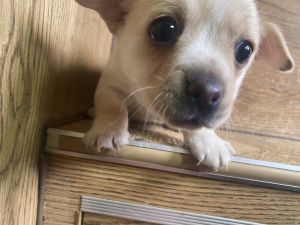 Happy puppy ready to go to loving home