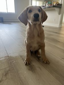 Puppies looking for home