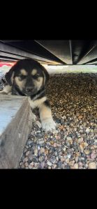 Germán Shepard/ lab/husky/retriever puppies