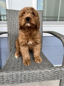 MINI GOLDENDOODLE