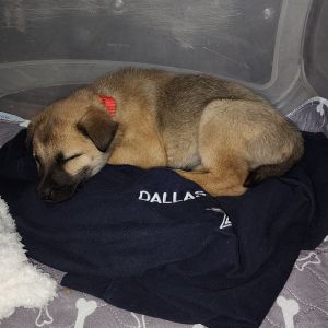 Rotty-Mutt Mix (Rescued need good homes)