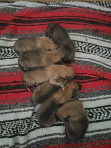 German Shepard/Rough Collies