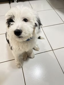 MINI SHEEPADOODLE
