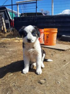 Cutie pies need happy homes